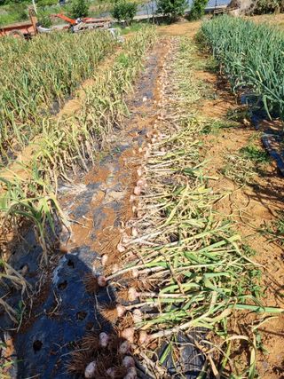 마늘6843님의 마늘 · 마늘 쪽 비대기 작성글 사진