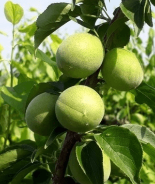 김윤성님의 금쪽같은 내 작물 자랑하기 · 참여 작성글 사진