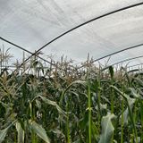 팜모닝 금쪽같은 내 작물 자랑하기·참여 게시글 이미지