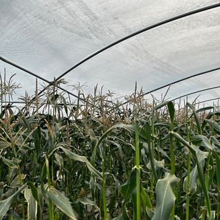 신태웅님의 금쪽같은 내 작물 자랑하기 · 참여 작성글 사진