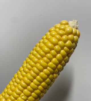 신태웅님의 금쪽같은 내 작물 자랑하기 · 참여 작성글 사진