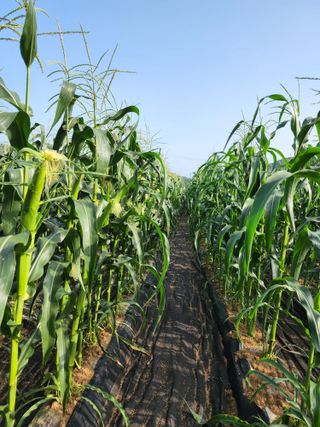 권지연.옥천.님의 금쪽같은 내 작물 자랑하기 · 참여 작성글 사진