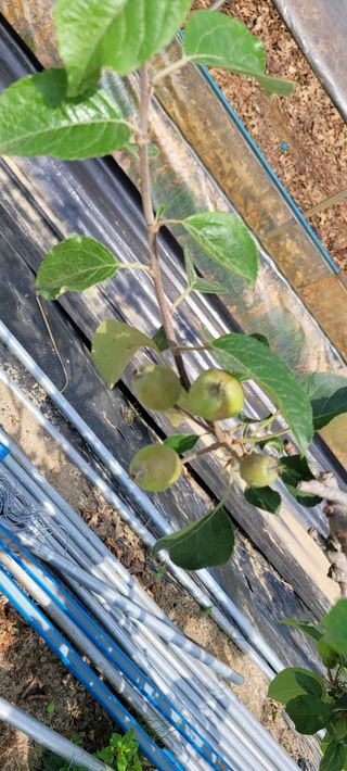 권정회님의 사과 · 비료•농약 작성글 사진