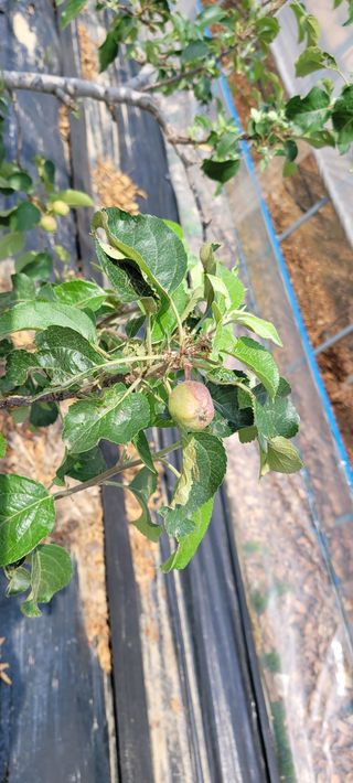 권정회님의 사과 · 비료•농약 작성글 사진