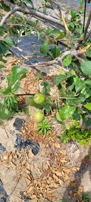 권정회님의 사과 · 비료•농약 작성글 사진