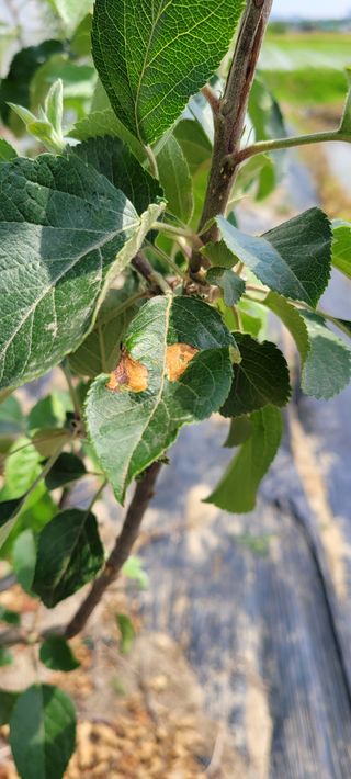 권정회님의 사과 · 비료•농약 작성글 사진