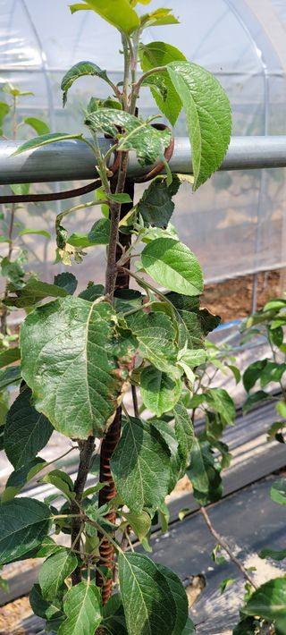 권정회님의 사과 · 비료•농약 작성글 사진