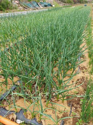 김종은님의 금쪽같은 내 작물 자랑하기 · 참여 작성글 사진