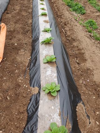 김종은님의 금쪽같은 내 작물 자랑하기 · 참여 작성글 사진