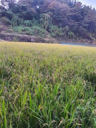 김종은님의 금쪽같은 내 작물 자랑하기 · 참여 작성글 사진