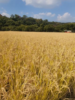 김종은님의 금쪽같은 내 작물 자랑하기 · 참여 작성글 사진