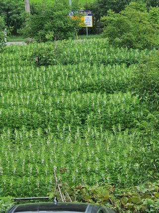 김종은님의 금쪽같은 내 작물 자랑하기 · 참여 작성글 사진