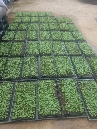 김종은님의 금쪽같은 내 작물 자랑하기 · 참여 작성글 사진