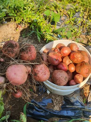 김종은님의 금쪽같은 내 작물 자랑하기 · 참여 작성글 사진