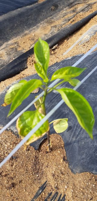 이재욱 님의 고추 · 병해충상담 작성글 사진