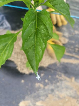 와여농산님의 고추 · 병해충상담 작성글 사진