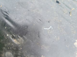 와여농산님의 고추 · 병해충상담 작성글 사진