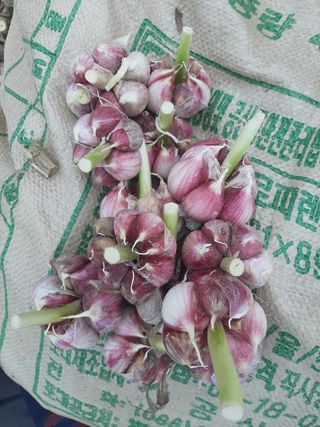 땅끝해남님의 마늘 · 수확 작성글 사진