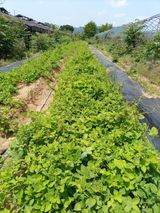 팜모닝 기타작물·자유게시판 게시글 이미지