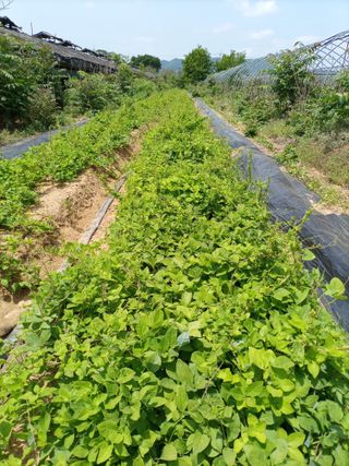 김경수님의 기타작물 · 자유게시판 작성글 사진