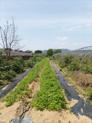 김경수님의 기타작물 · 자유게시판 작성글 사진