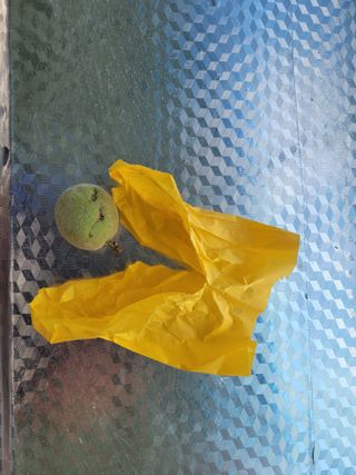 이형규님의 복숭아 · 병해충상담 작성글 사진