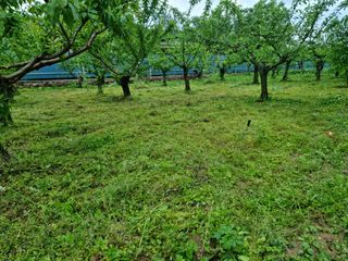 정정숙님의 자두 · 병해충상담 작성글 사진