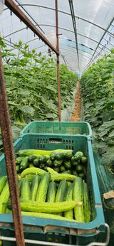 팜모닝 금쪽같은 내 작물 자랑하기·참여 게시글 이미지