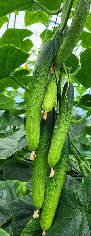 주민진님의 금쪽같은 내 작물 자랑하기 · 참여 작성글 사진