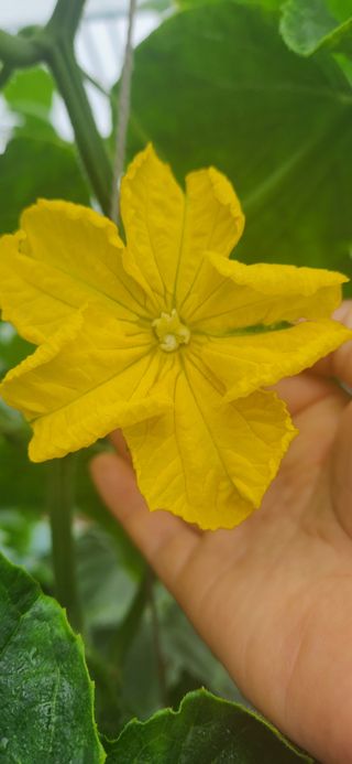 주민진님의 금쪽같은 내 작물 자랑하기 · 참여 작성글 사진