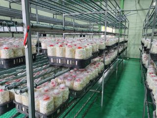 참송이20635님의 버섯 · 수확 작성글 사진