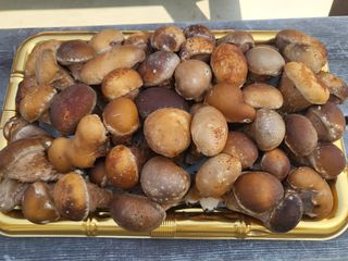 참송이20635님의 버섯 · 수확 작성글 사진