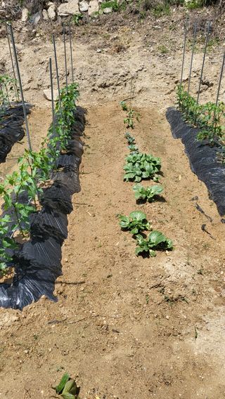 짱순이연속8월출석왕님의 기타작물 · 자유게시판 작성글 사진