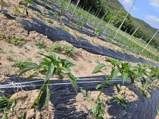 정용일님의 고추 · 지주설치•유인•성장 작성글 사진