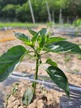 정용일님의 고추 · 지주설치•유인•성장 작성글 사진