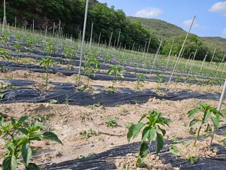 정용일님의 고추 · 지주설치•유인•성장 작성글 사진