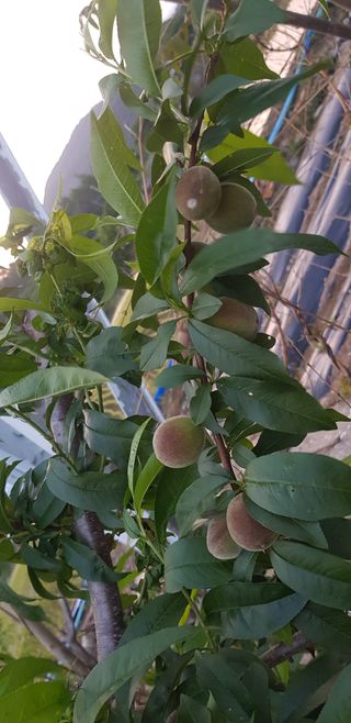 의령3대부자 솥바위님의 금쪽같은 내 작물 자랑하기 · 참여 작성글 사진