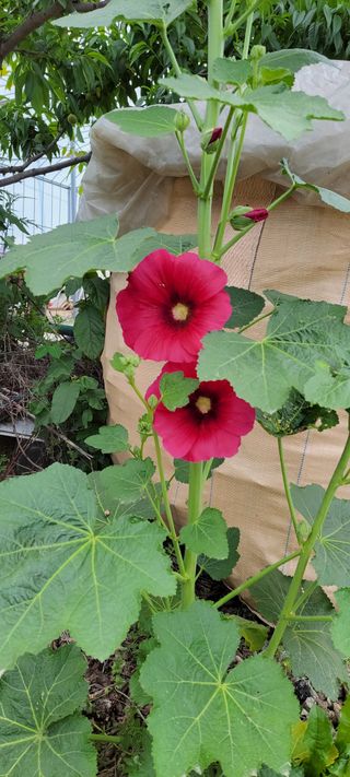 김중언님의 고추 · 지주설치•유인•성장 작성글 사진