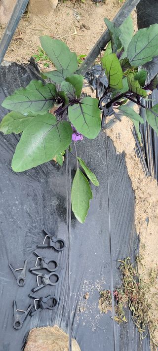 김중언님의 고추 · 지주설치•유인•성장 작성글 사진