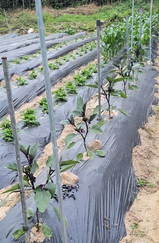 김중언님의 고추 · 지주설치•유인•성장 작성글 사진