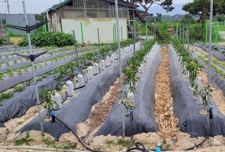 김중언님의 고추 · 지주설치•유인•성장 작성글 사진