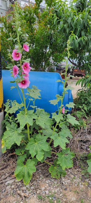 김중언님의 고추 · 지주설치•유인•성장 작성글 사진