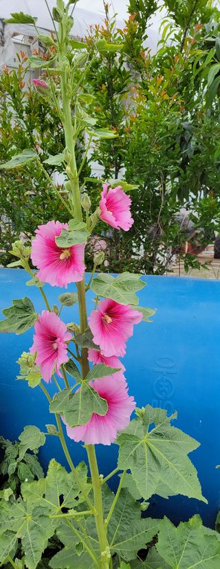 김중언님의 고추 · 지주설치•유인•성장 작성글 사진