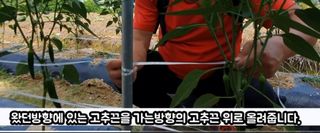 김중언님의 고추 · 지주설치•유인•성장 작성글 사진