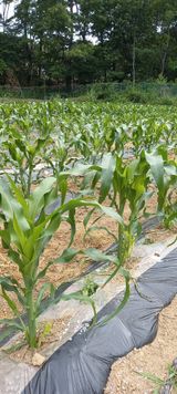 팜모닝 금쪽같은 내 작물 자랑하기·참여 게시글 이미지