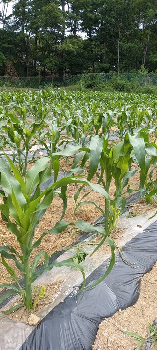 고병길님의 금쪽같은 내 작물 자랑하기 · 참여 작성글 사진