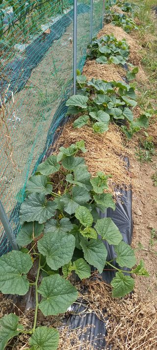 고병길님의 금쪽같은 내 작물 자랑하기 · 참여 작성글 사진