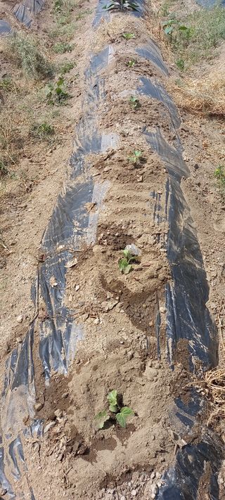 고병길님의 금쪽같은 내 작물 자랑하기 · 참여 작성글 사진