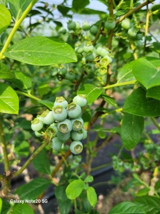 박창호님의 금쪽같은 내 작물 자랑하기 · 참여 작성글 사진