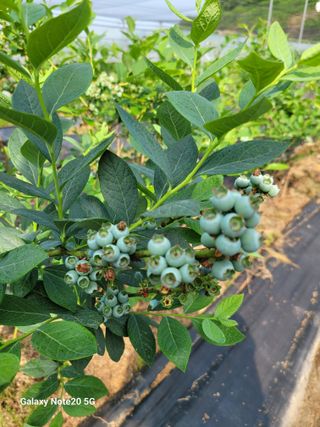 박창호님의 금쪽같은 내 작물 자랑하기 · 참여 작성글 사진